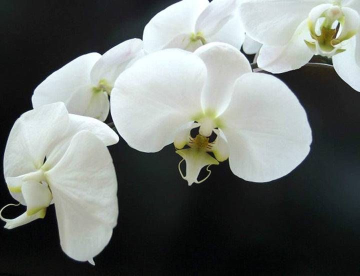 Flower Seeds, Seeds,Seeds For Planting,Plant Seeds