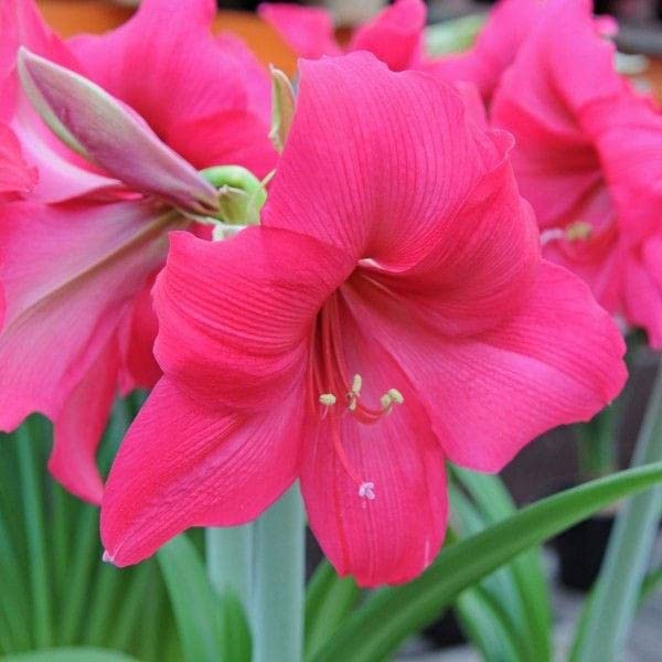 Dark Pink Amaryllis Barbados Flower Seeds for Planting – Heirloom Non-GMO High Germination Seeds