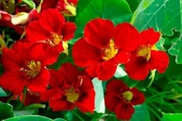 Flower Seeds, Seeds,Seeds For Planting,Plant Seeds