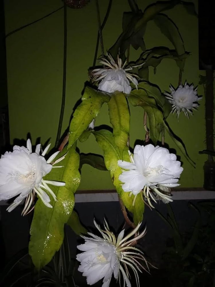 Green Epiphyllum Flower Seeds for Planting – Heirloom Non-GMO, High Germination Organic Garden Seeds