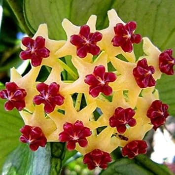 Flower Seeds, Seeds,Seeds For Planting,Plant Seeds