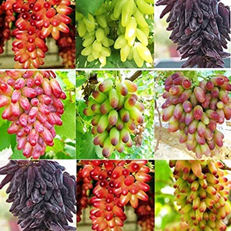 Fruit Seeds,Garden seeds, Seeds For Planting,Plant Seeds