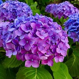 Flower Seeds, Seeds,Seeds For Planting,Plant Seeds