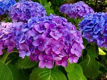 Flower Seeds, Seeds,Seeds For Planting,Plant Seeds