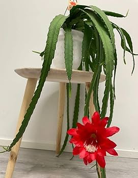 Red Epiphyllum Oxypetalum Flower Seeds – Heirloom, Non-GMO, High Germination Seeds for Planting