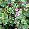Lespedeza Flower Seeds for Planting – Heirloom, Non-GMO, High Germination Cottage Garden Essential