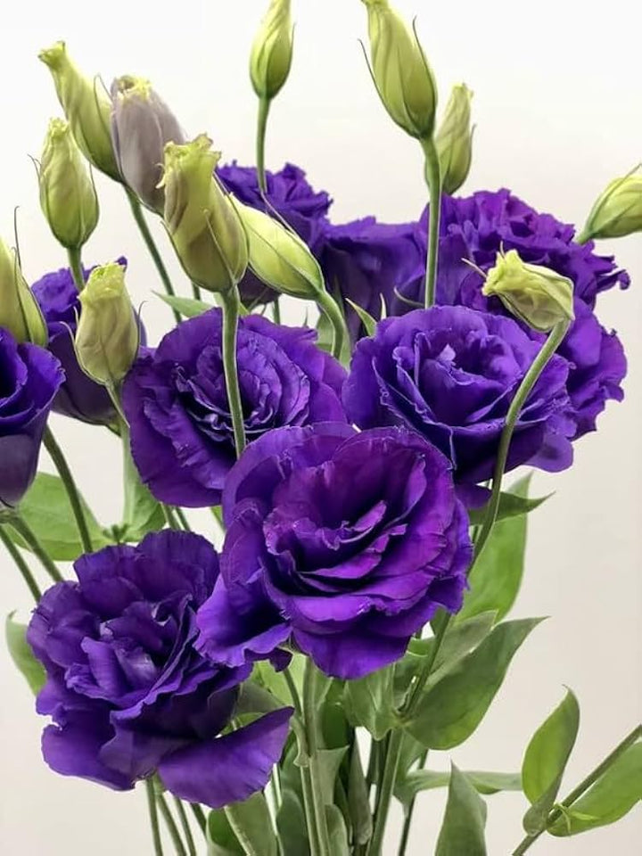 Violet Lisianthus Flower Seeds for Planting – Heirloom Non-GMO, High Germination Organic Garden Seeds