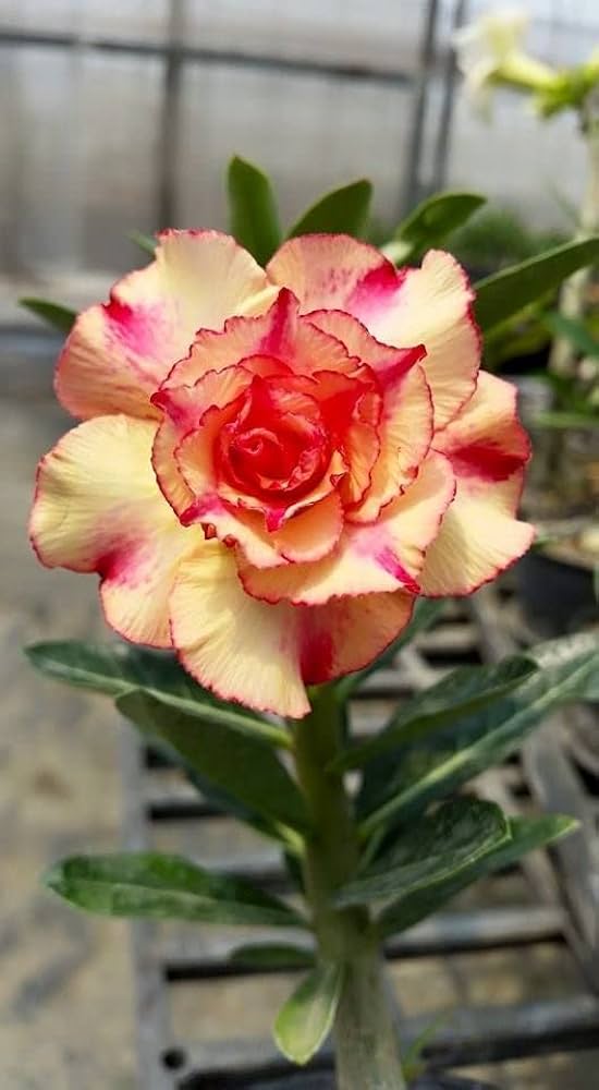 Orange Adenium Flower Seeds for Planting – Heirloom Non-GMO, High Germination Organic Garden Seeds