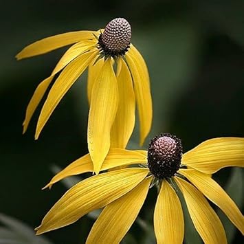 Flower Seeds, Seeds,Seeds For Planting,Plant Seeds
