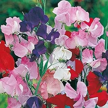 Flower Seeds, Seeds,Seeds For Planting,Plant Seeds