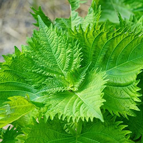 Shiso Herb Seeds for Planting – Heirloom, Non-GMO, Organic Garden Seeds with High Germination for Culinary Use