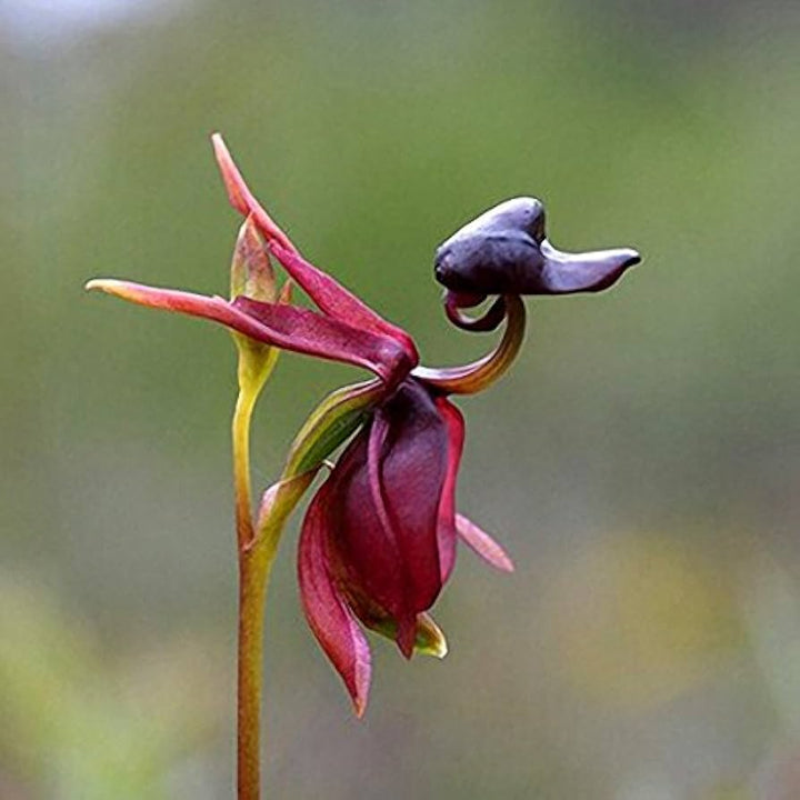 Flying Duck Orchid Flower Seeds for Planting – Heirloom, Non-GMO, High Germination