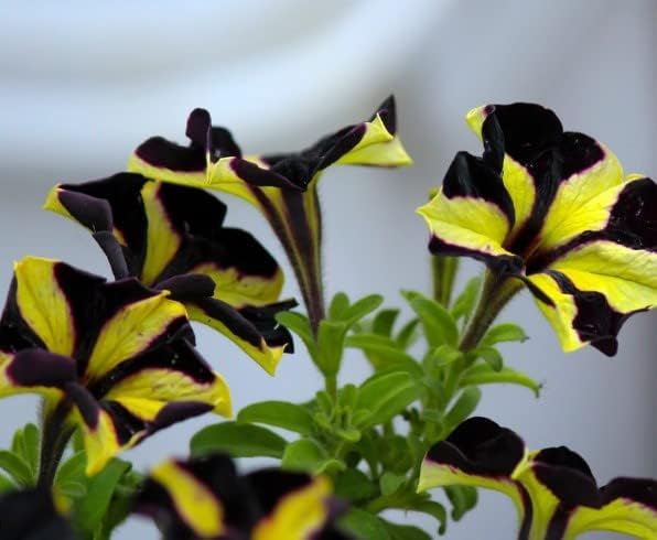 Black & Yellow Petunia Flower Seeds for Planting – Heirloom, Non-GMO, High Germination Organic Garden Seeds