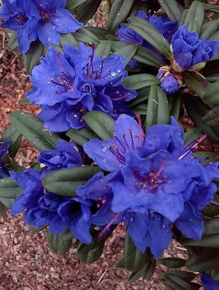 Blue Purple Azalea Flower Seeds for Planting – Heirloom, Non-GMO, Long Bloom High Germination Seeds