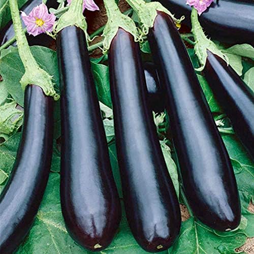 Black Eggplant fruit seeds for planting - Heirloom & Non-GMO garden seeds, sweet and tender variety