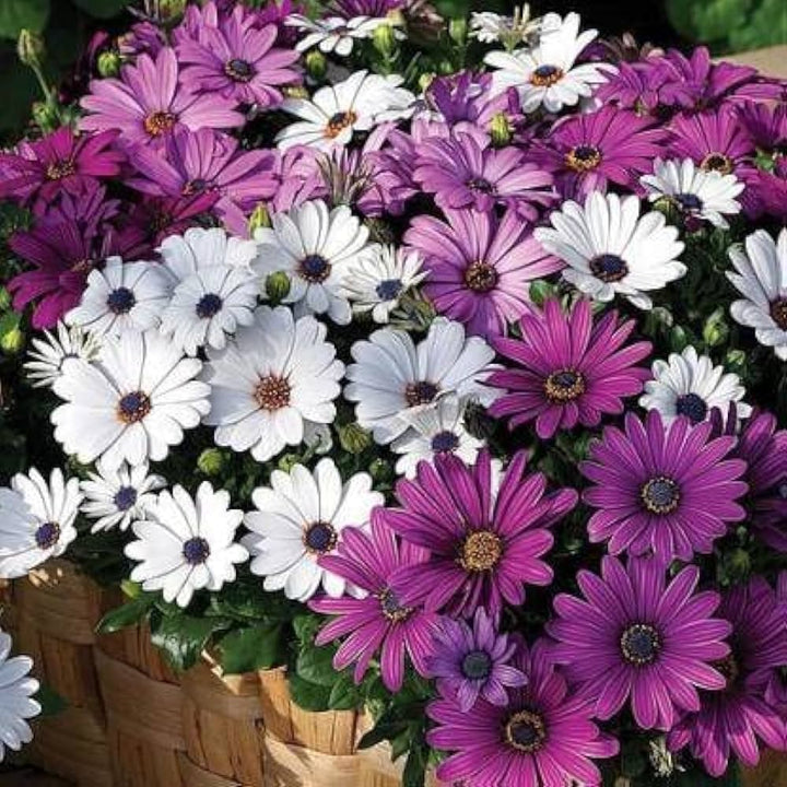 Flower Seeds, Seeds,Seeds For Planting,Plant Seeds