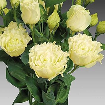 Flower Seeds, Seeds,Seeds For Planting,Plant Seeds