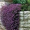 Pale Blue Rock Cress Flower Seeds for Planting | Heirloom, Non-GMO, High Germination Ground Cover Garden Seeds