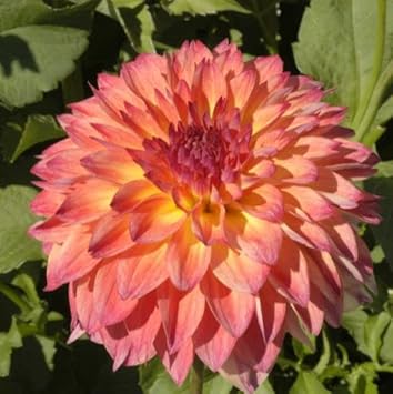 Flower Seeds, Seeds,Seeds For Planting,Plant Seeds