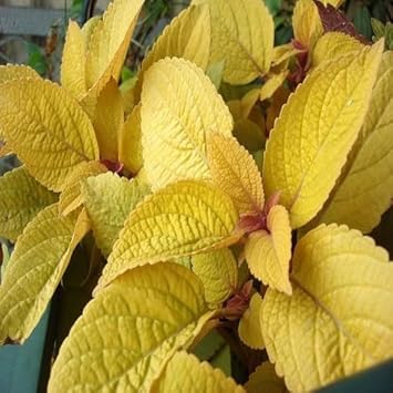 Flower Seeds, Seeds,Seeds For Planting,Plant Seeds