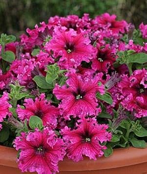 Flower Seeds, Seeds,Seeds For Planting,Plant Seeds