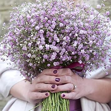 Flower Seeds, Seeds,Seeds For Planting,Plant Seeds