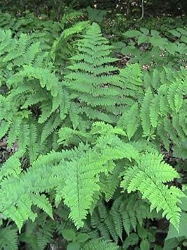 Flower Seeds, Seeds,Seeds For Planting,Plant Seeds