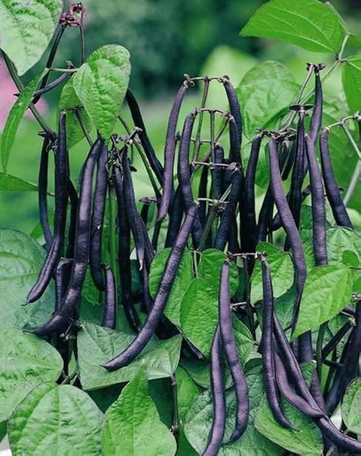 Black Bean Seeds for Planting – Heirloom & Non-GMO Nutrient-Packed Culinary Variety