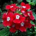 Red Verbena Flower Seeds for Planting – Heirloom, Non-GMO Border-Perfect Organic Garden Seeds