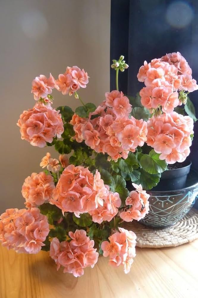 Pink Cream Geranium Flower Seeds for Planting – Heirloom, Non-GMO, High Germination Organic Garden Seeds