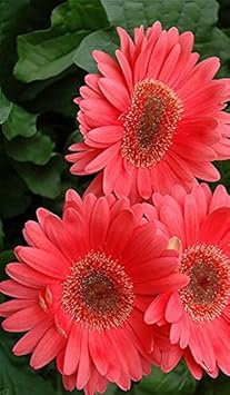 Flower Seeds, Seeds,Seeds For Planting,Plant Seeds