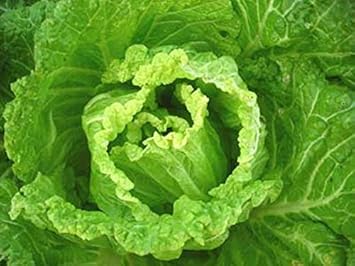 Vegetable Seeds,Garden seeds, Seeds For Planting,Plant Seeds