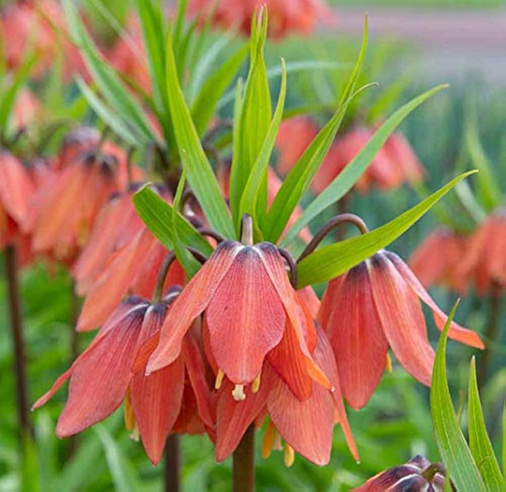 Red Crown Imperial Fritillaria Flower Seeds, Heirloom Non-GMO Blooms for Elegant Spring Garden Planting