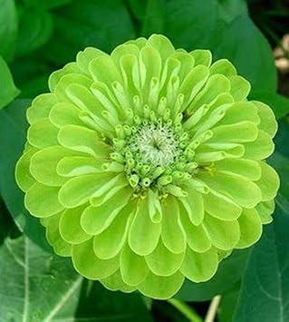 Flower Seeds, Seeds,Seeds For Planting,Plant Seeds