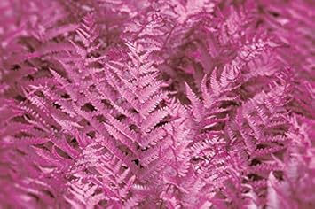 Flower Seeds, Seeds,Seeds For Planting,Plant Seeds