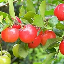 Fruit Seeds,Garden seeds, Seeds For Planting,Plant Seeds