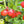 Fruit Seeds,Garden seeds, Seeds For Planting,Plant Seeds