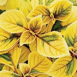Flower Seeds, Seeds,Seeds For Planting,Plant Seeds
