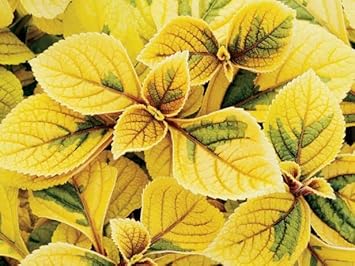 Flower Seeds, Seeds,Seeds For Planting,Plant Seeds