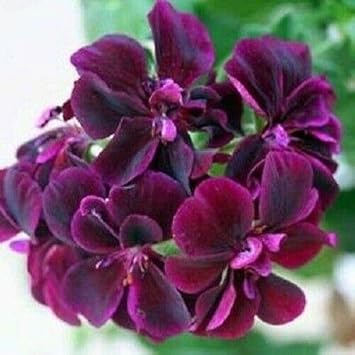 Flower Seeds, Seeds,Seeds For Planting,Plant Seeds