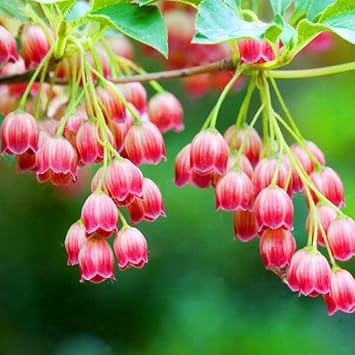 Flower Seeds, Seeds,Seeds For Planting,Plant Seeds