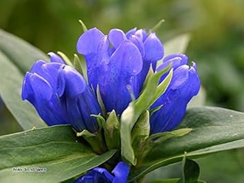 Flower Seeds, Seeds,Seeds For Planting,Plant Seeds