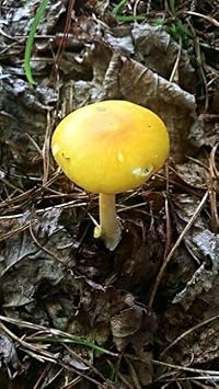 Vegetable Seeds,Garden seeds, Seeds For Planting,Plant Seeds