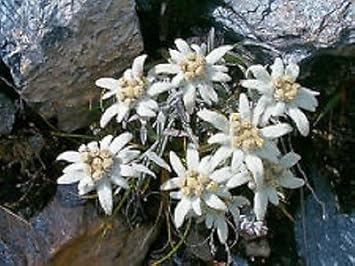 White Edelweiss Alpine Flower Seeds for Planting – Heirloom, Non-GMO, High Germination Organic Garden Seeds