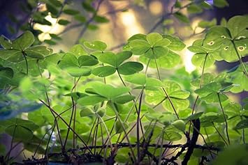 Flower Seeds, Seeds,Seeds For Planting,Plant Seeds