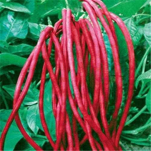 Vegetable Seeds,Garden seeds, Seeds For Planting,Plant Seeds