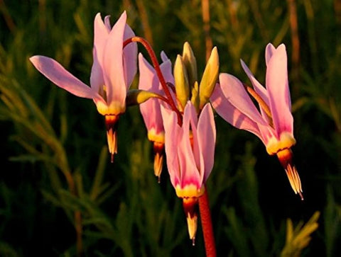 Flower Seeds, Seeds,Seeds For Planting,Plant Seeds