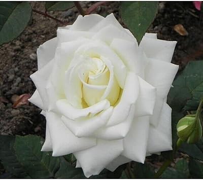 Flower Seeds, Seeds,Seeds For Planting,Plant Seeds