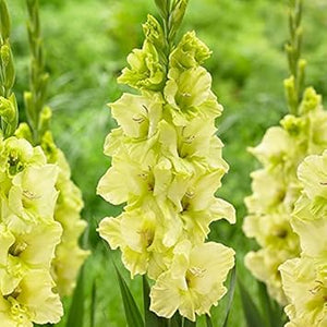 Flower Seeds, Seeds,Seeds For Planting,Plant Seeds