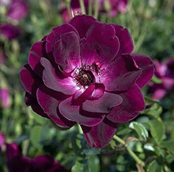 Flower Seeds, Seeds,Seeds For Planting,Plant Seeds